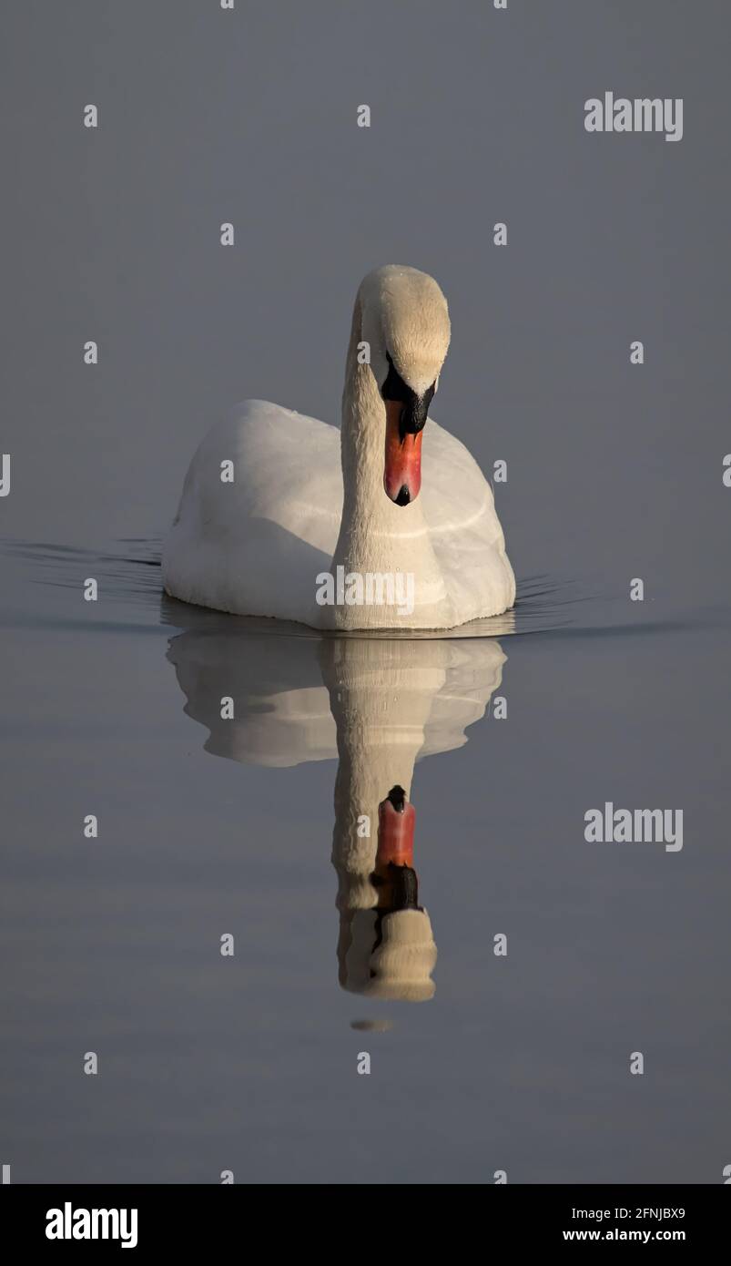 Mute Swan, Cygnus olor, starrt auf seine Reflexion über Calm Water UK Stockfoto