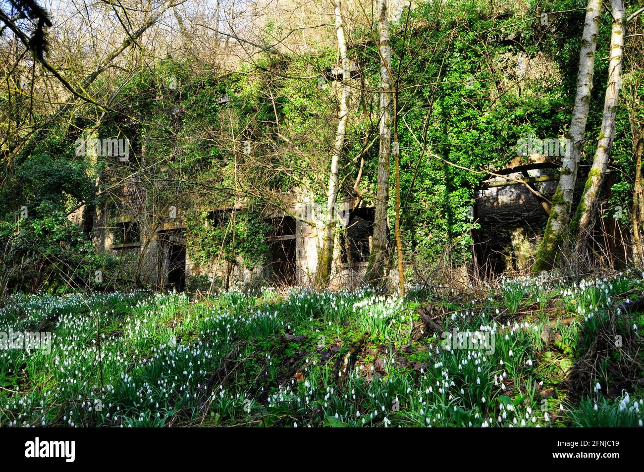 Schneeglöckchen im Frühling zwischen den Ruinen des Hauptbüros in der Alten Eisenfabrik, Mells , Fussells' Lower Works.Dies ist eine biologische Stätte von Speci Stockfoto