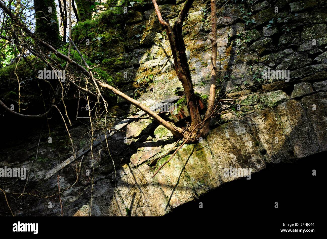 Baum, der in einem Steinbogen bei den Alten Eisenwerken, Mells, Fussells' Lower Works wächst.Dies ist eine biologische Stätte von besonderem wissenschaftlichem Interesse, in der Wa Stockfoto