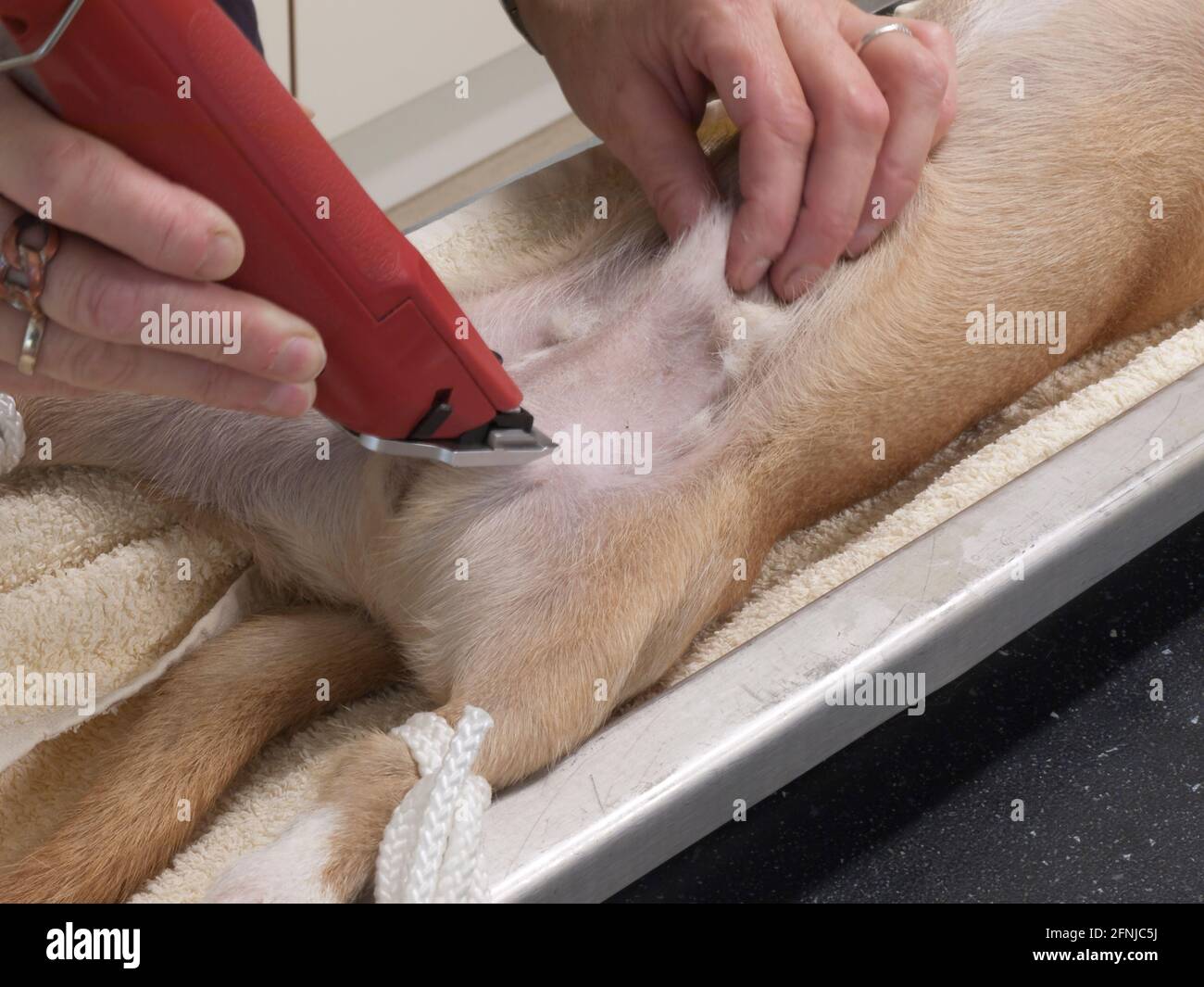 Ein Assistenzarzt eines Tierarztes bereitet bereits einen Hund vor Er wird  kastriert, indem er seinen Bauch und Hodensack rasiert Mit einem  Rasiermesser Stockfotografie - Alamy