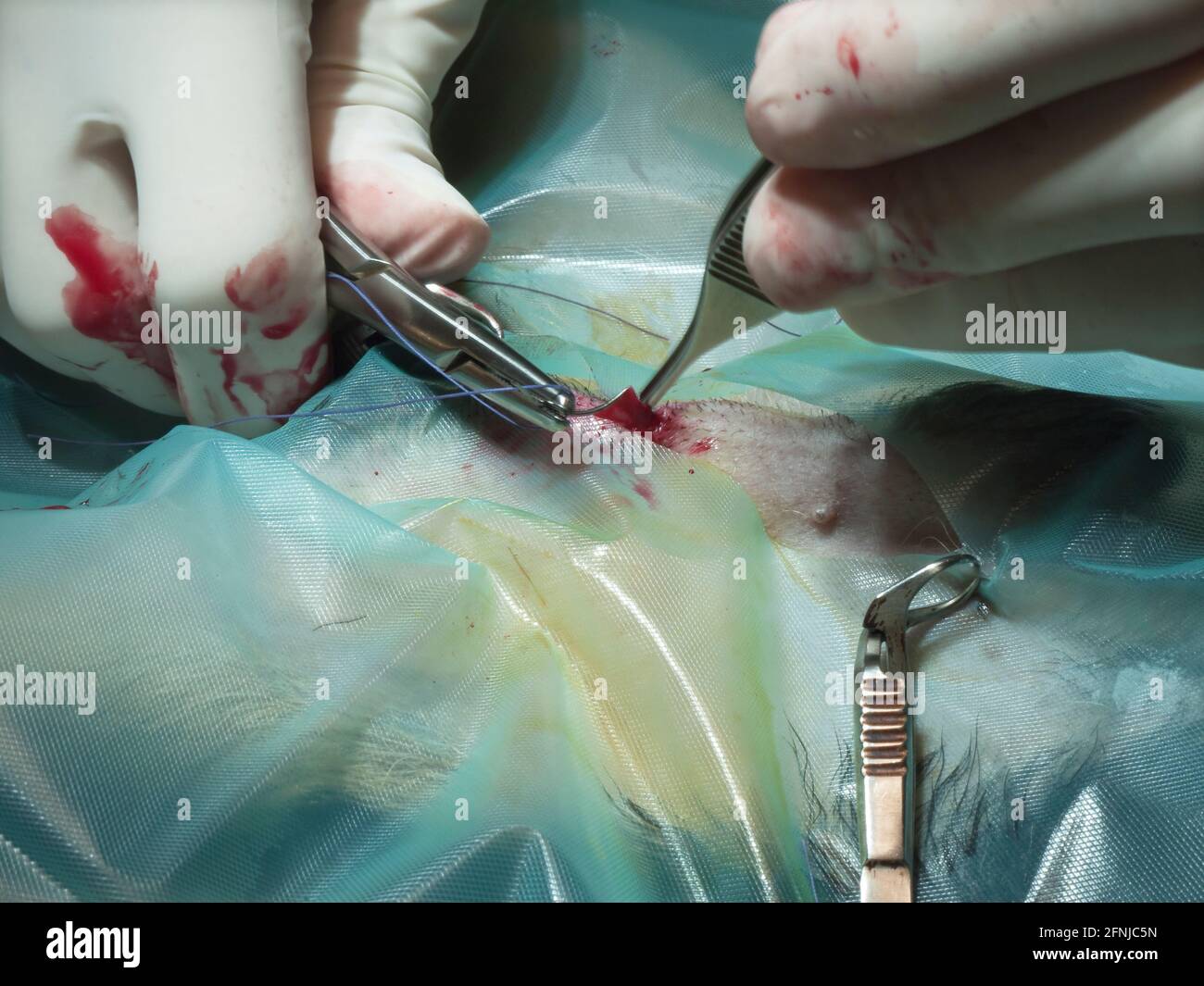 Schließen der Wunde nach der Operation eines Hundes durch einen Tierarzt Stockfoto