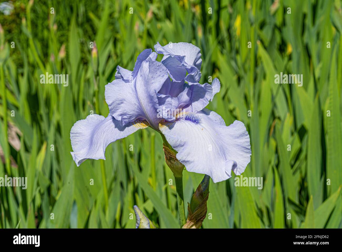 Nahaufnahme der blauen Irisblume mit Grün auf dem Hintergrund. Stockfoto