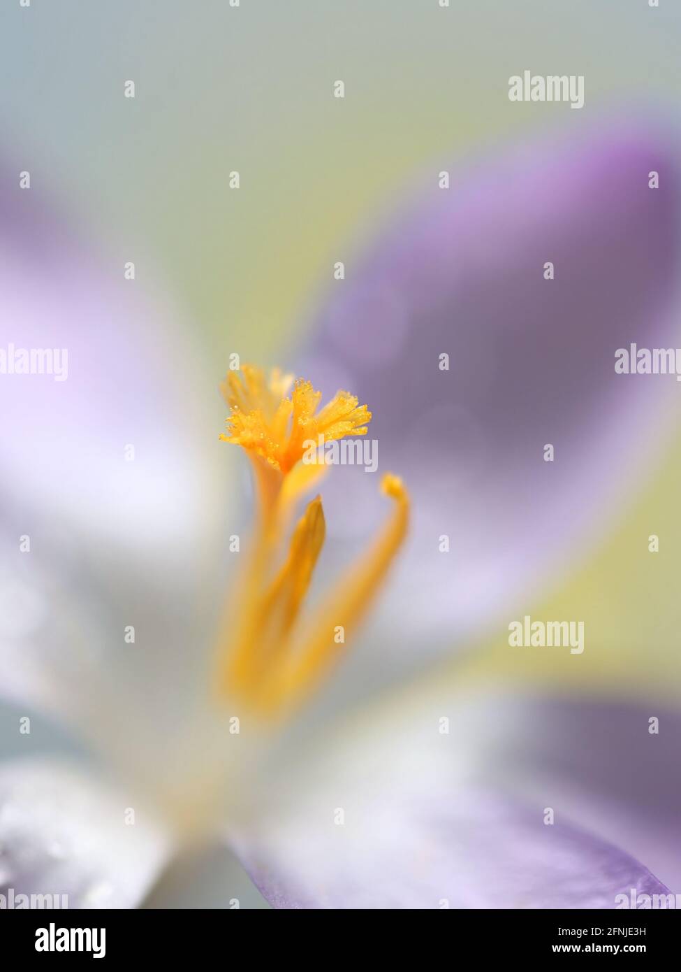 Crocus vernus, allgemein als Frühlingskrokus oder Riesenkrokus bezeichnet Stockfoto