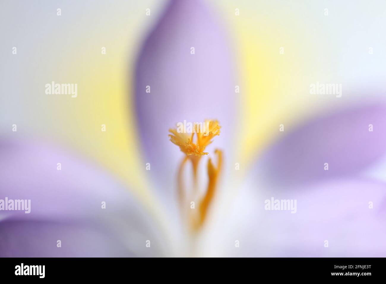Crocus vernus, allgemein als Frühlingskrokus oder Riesenkrokus bezeichnet Stockfoto