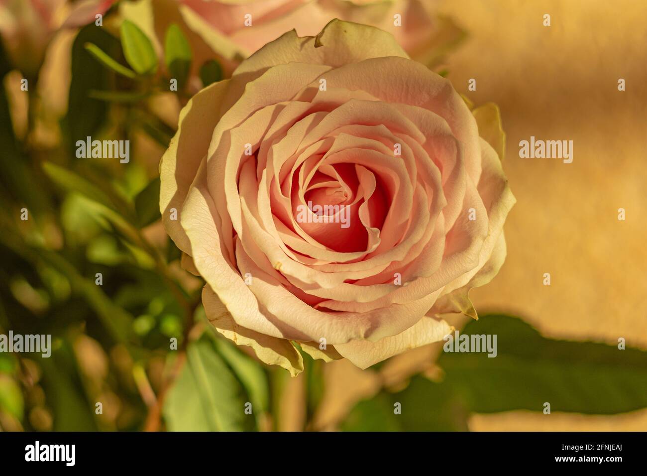 Eine Knospe einer blühenden Rose im Licht der untergehenden Sonne. Unscharfer Hintergrund mit Bokeh-Elementen. Stockfoto Stockfoto
