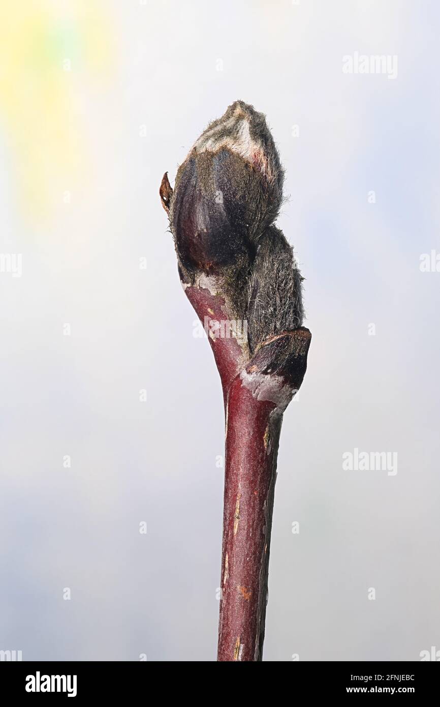 Blattknospen von Rowan, Sorbus aucuparia, neue Triebe im April Stockfoto