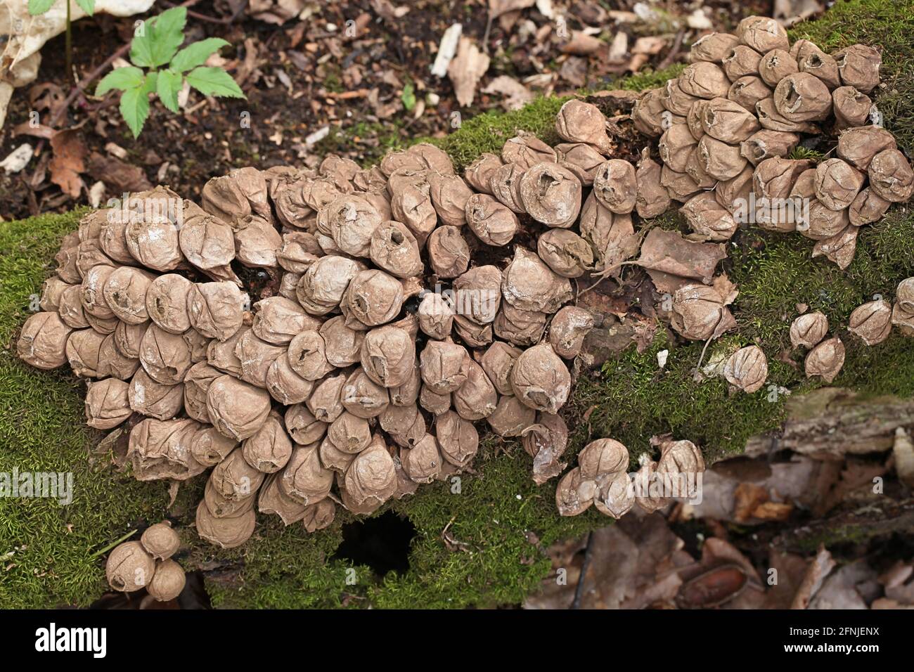 Lycoperdon pyriforme, bekannt als die pear-shaped puffball oder stumpf Puffball, wilde Pilze aus Finnland Stockfoto