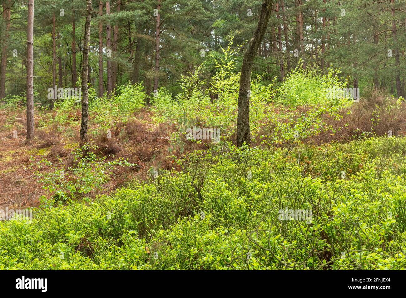 Unterstöckige Vegetation in einer waldplantage mit schottenkiefern (Pinus sylvestris) in Surrey, Großbritannien, einschließlich Heidelbeere (Vaccinium myrtillus) und Silberbirke Stockfoto