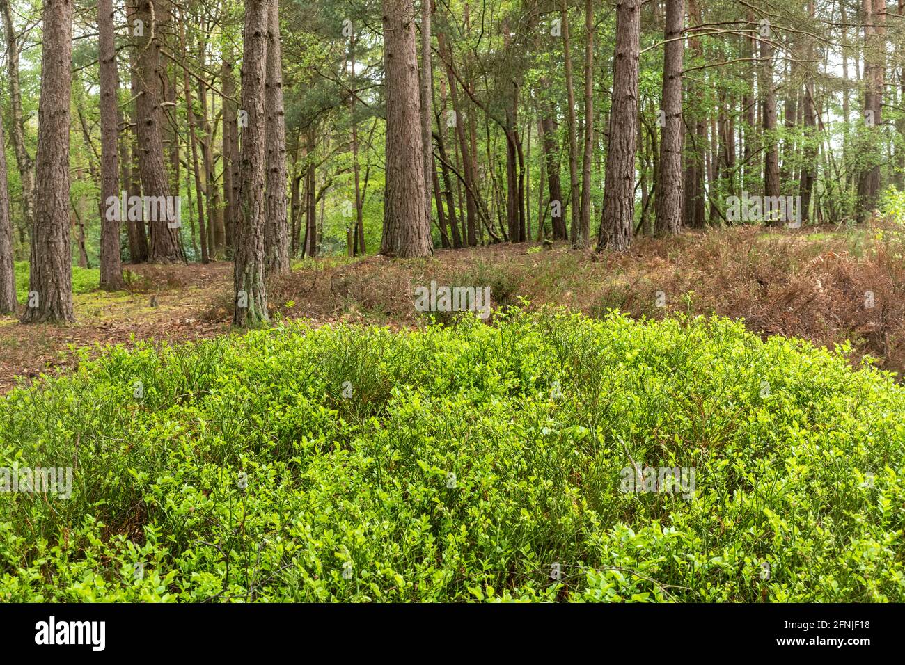 Unterstöckige Vegetation in einer waldplantage mit schottenkiefern (Pinus sylvestris) in Surrey, Großbritannien, einschließlich Heidelbeere (Vaccinium myrtillus) Stockfoto