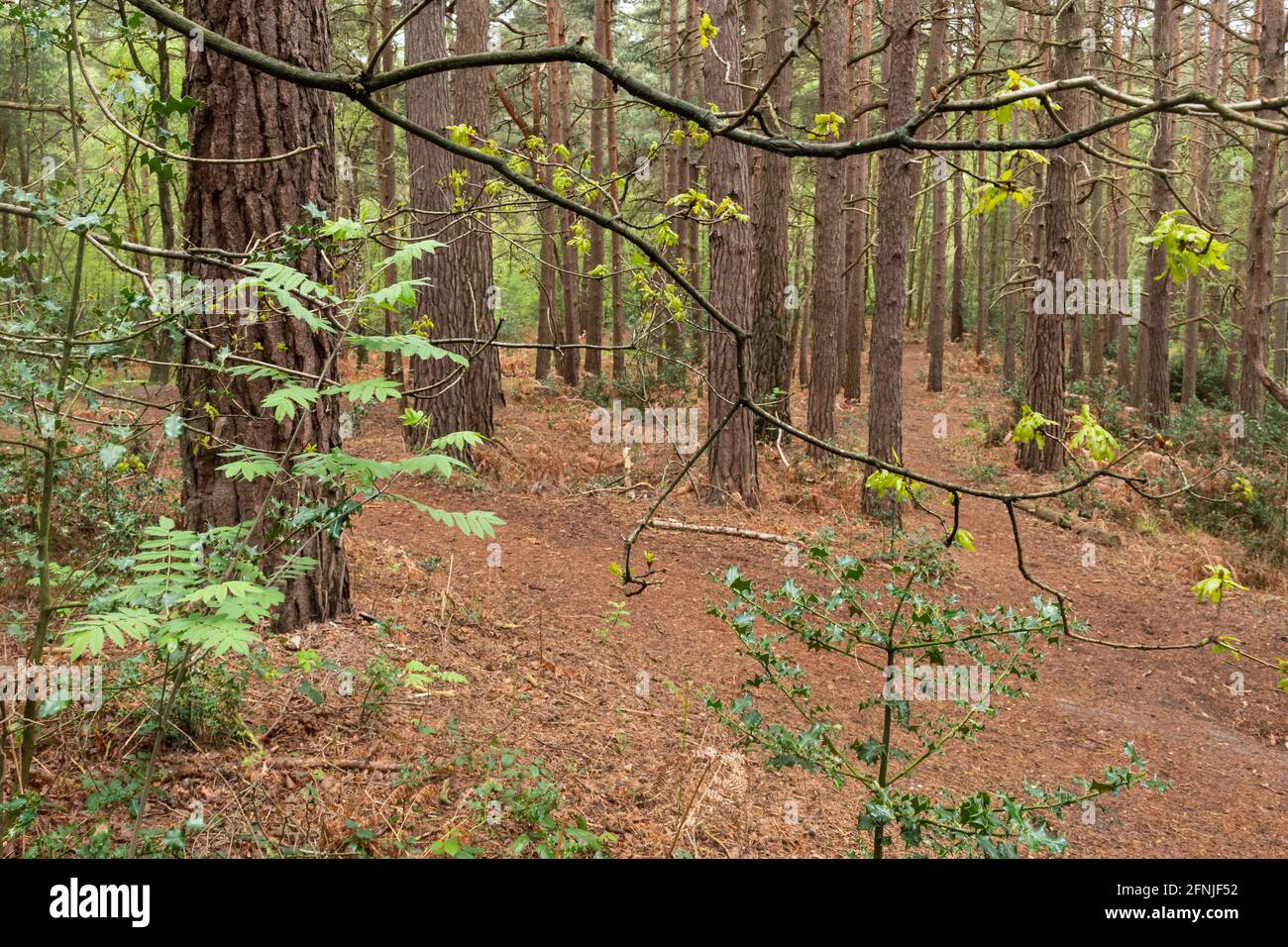 Unterstöckige Vegetation in einer waldplantage mit schottenkiefern (Pinus sylvestris) in Surrey, Großbritannien, einschließlich Eberesche, Stechpalme und Eiche Stockfoto