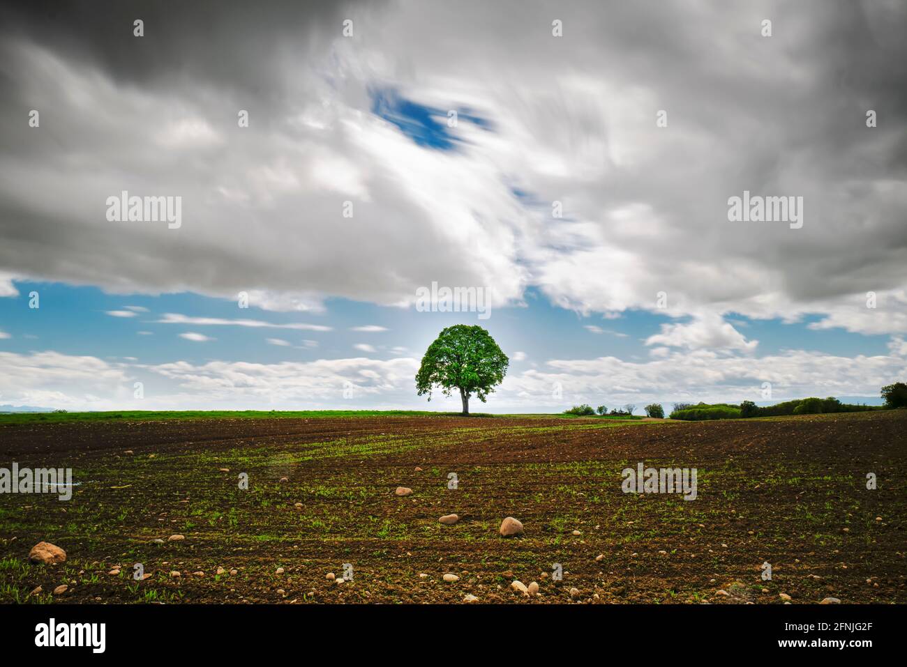 Einsame Eiche unter launischen Wetter Stockfoto