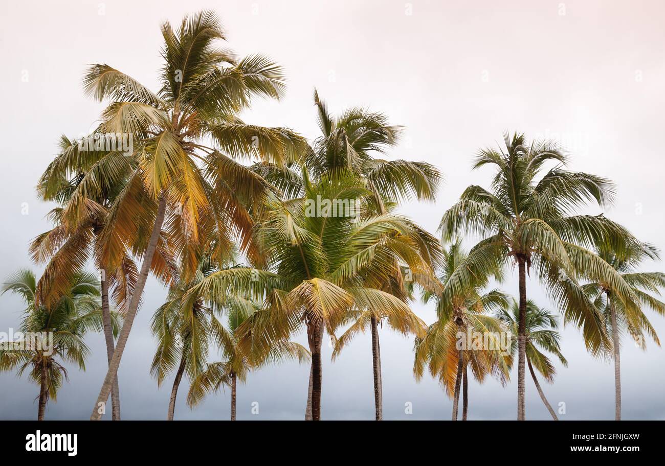 Kokospalmen über hellem Himmel am Tag. Tropische Natur Foto Hintergrund Stockfoto