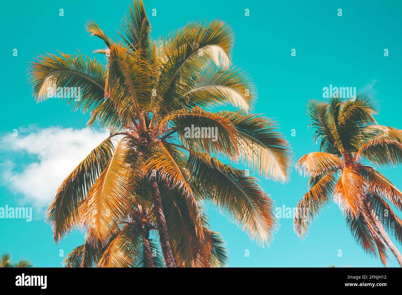 Kokospalmen stehen unter blau bewölktem Himmel, natürliches Hintergrundfoto mit Tonwertkorrektur-Filtereffekt Stockfoto