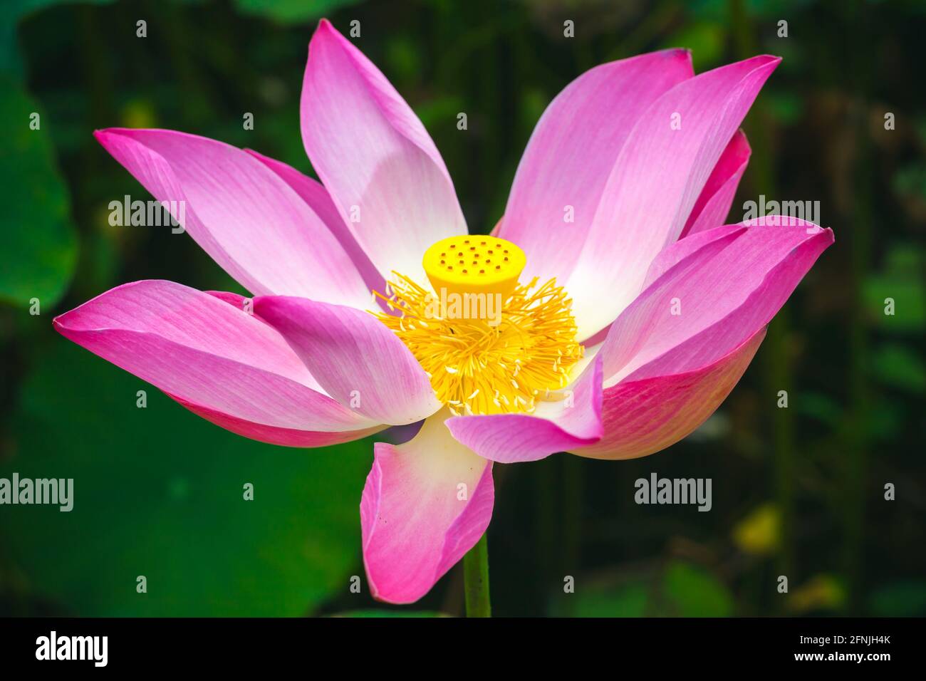 Rosa Lotus oder Seerose. Nahaufnahme von Blumenfotos mit weichem, selektivem Fokus Stockfoto