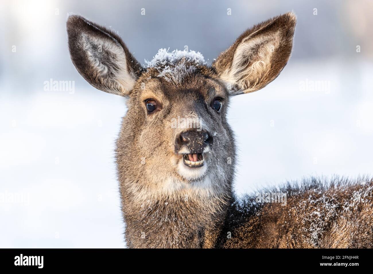 Schöne weibliche Maultier Hirsche Nahaufnahme Kopf mit Augen, Ohren und Schnee auf dem Gesicht in der Winterzeit. Wilde, kanadische Hirte. Mund geöffnet und Zähne zeigen, Stockfoto