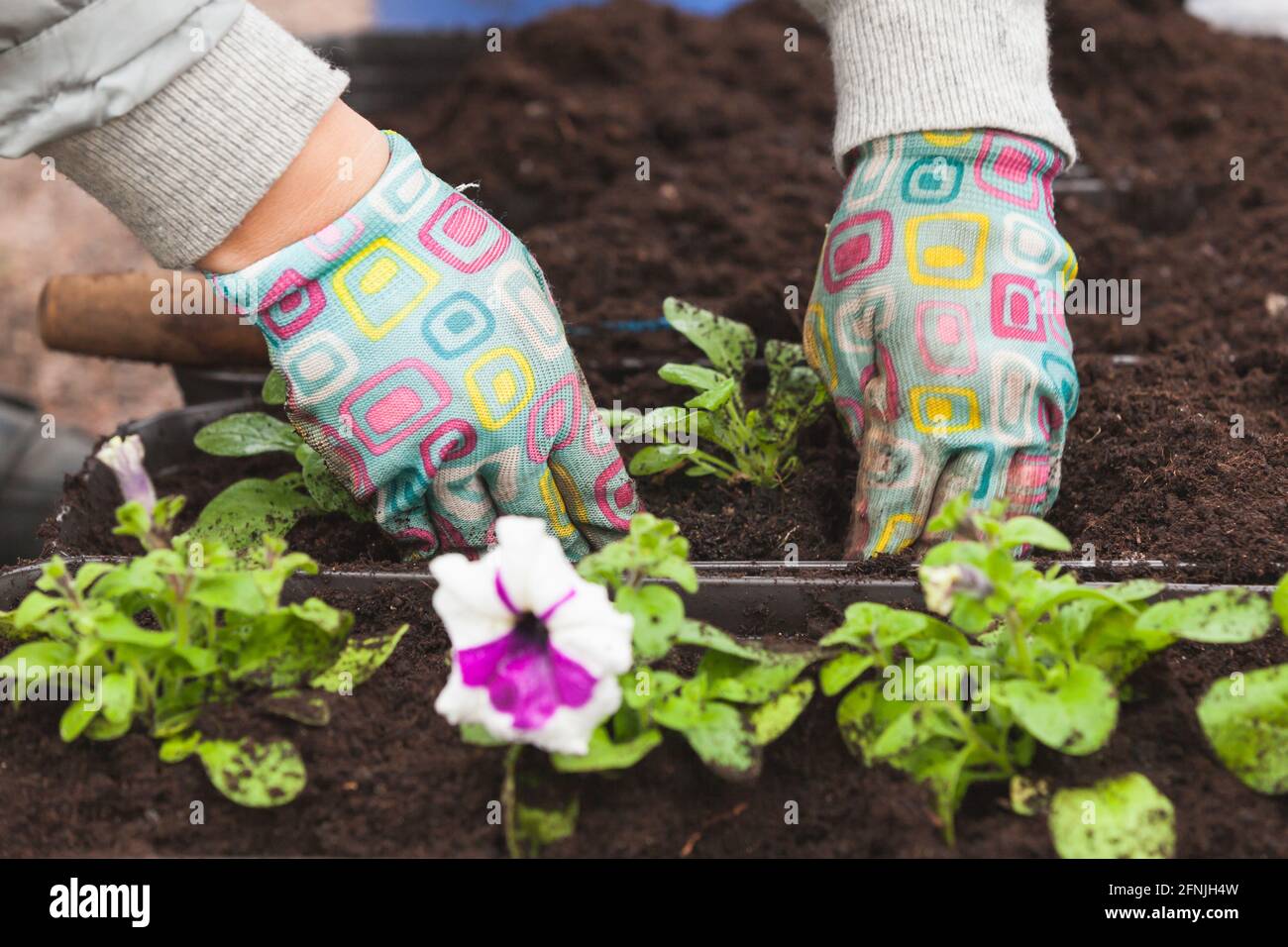 Gärtner repliants Blume Sämlinge in dekorativen Töpfen, Nahaufnahme der Hände in Handschuhen mit selektivem weichen Fokus Stockfoto