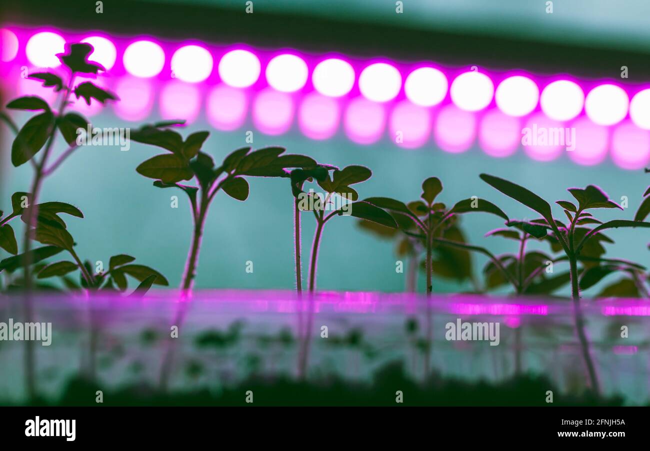Grüne Sämlinge wachsen in Kunststoffkisten unter Vollspektrum-Phyto-Lampe. Beleuchtungsanlage für die Landwirtschaft in Innenräumen Stockfoto