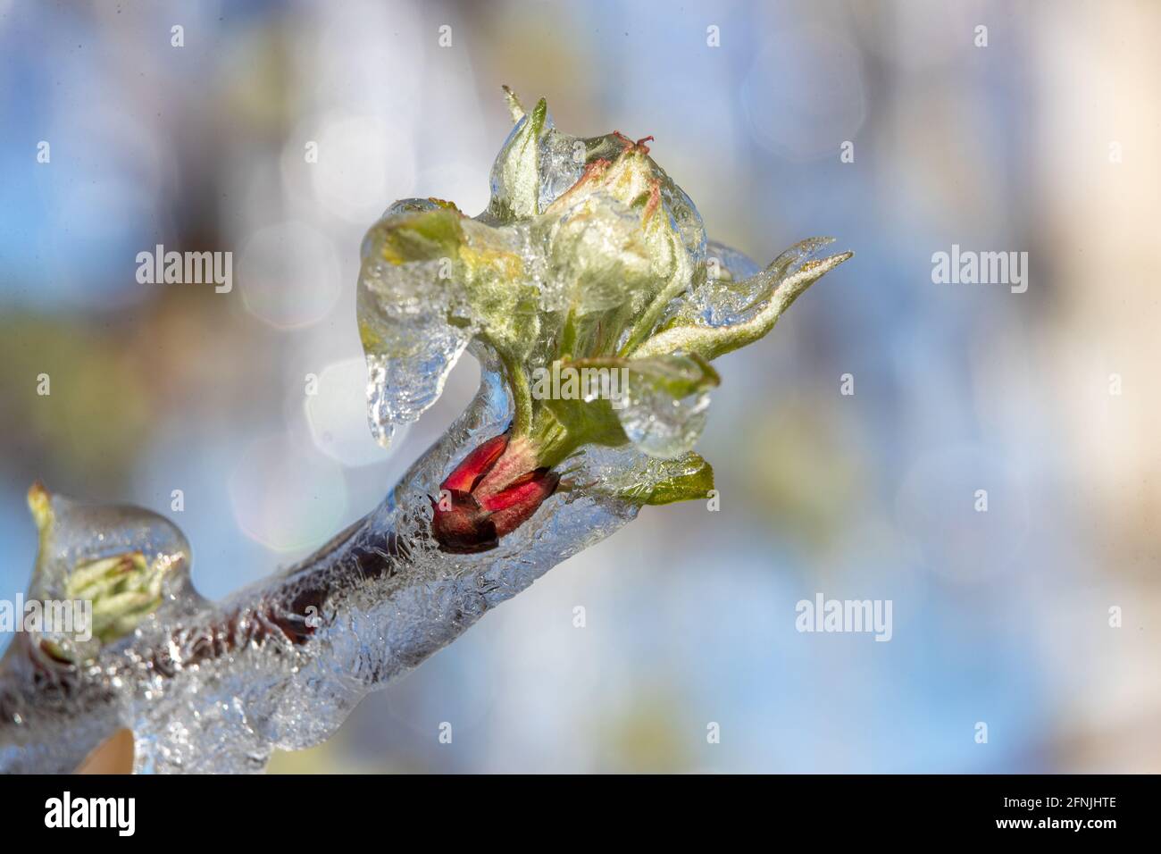 Nahaufnahme eines gefrorenen Astes mit eisküllter Knospe. Schlechte Wetterbedingungen im Frühjahr für die Obstproduktion Stockfoto