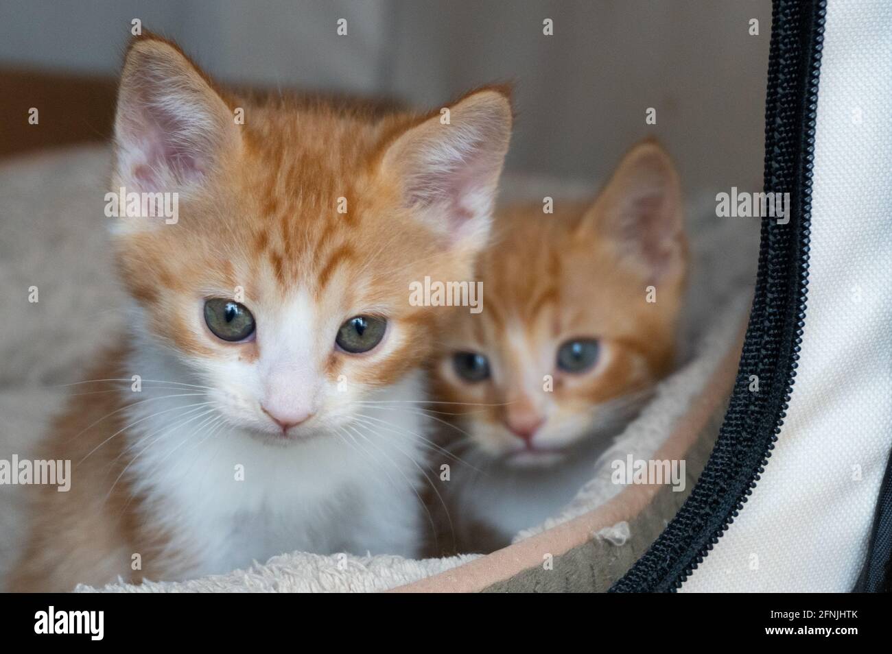 Zwei Kätzchen -- Ingwer mit weißen Tabbies -- sitzen in einem Katzenbett Stockfoto
