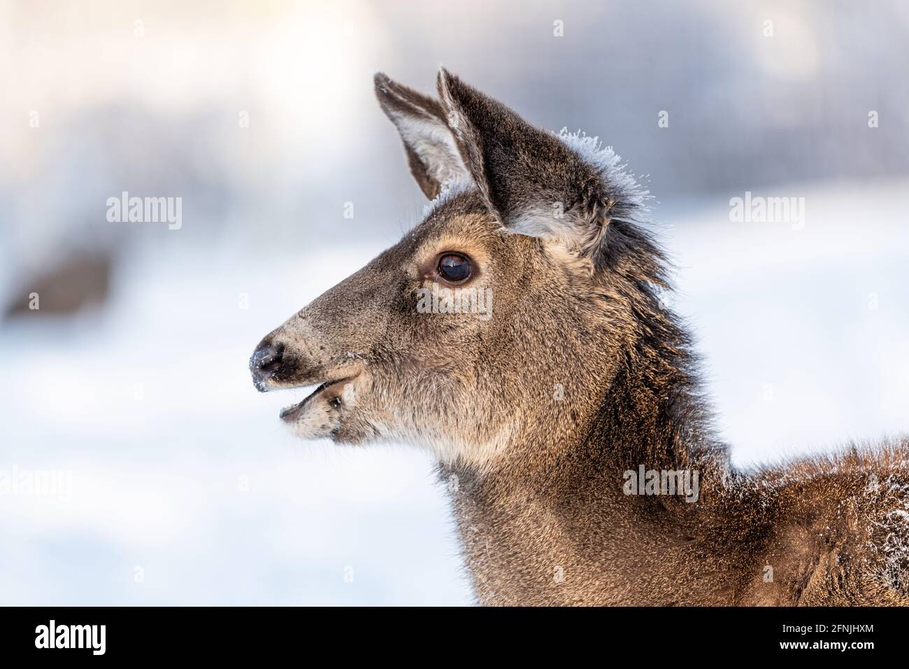 Schöne weibliche Maultier Hirsche Nahaufnahme Kopf mit Augen, Ohren und Schnee auf dem Gesicht in der Winterzeit. Wilde, kanadische Hirte. Stockfoto