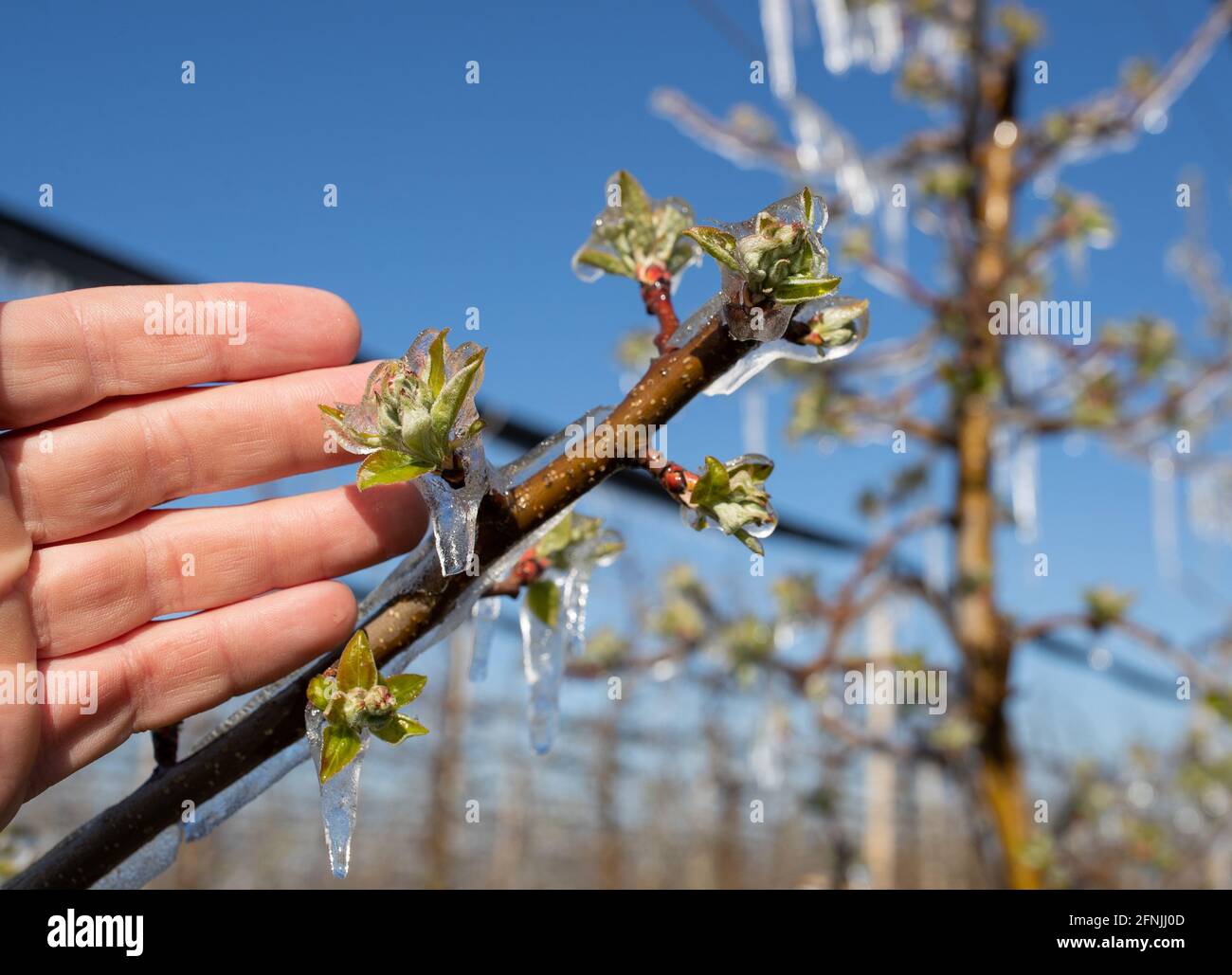 Nahaufnahme eines gefrorenen Astes mit eisküllter Knospe. Schlechte Wetterbedingungen im Frühjahr für die Obstproduktion Stockfoto