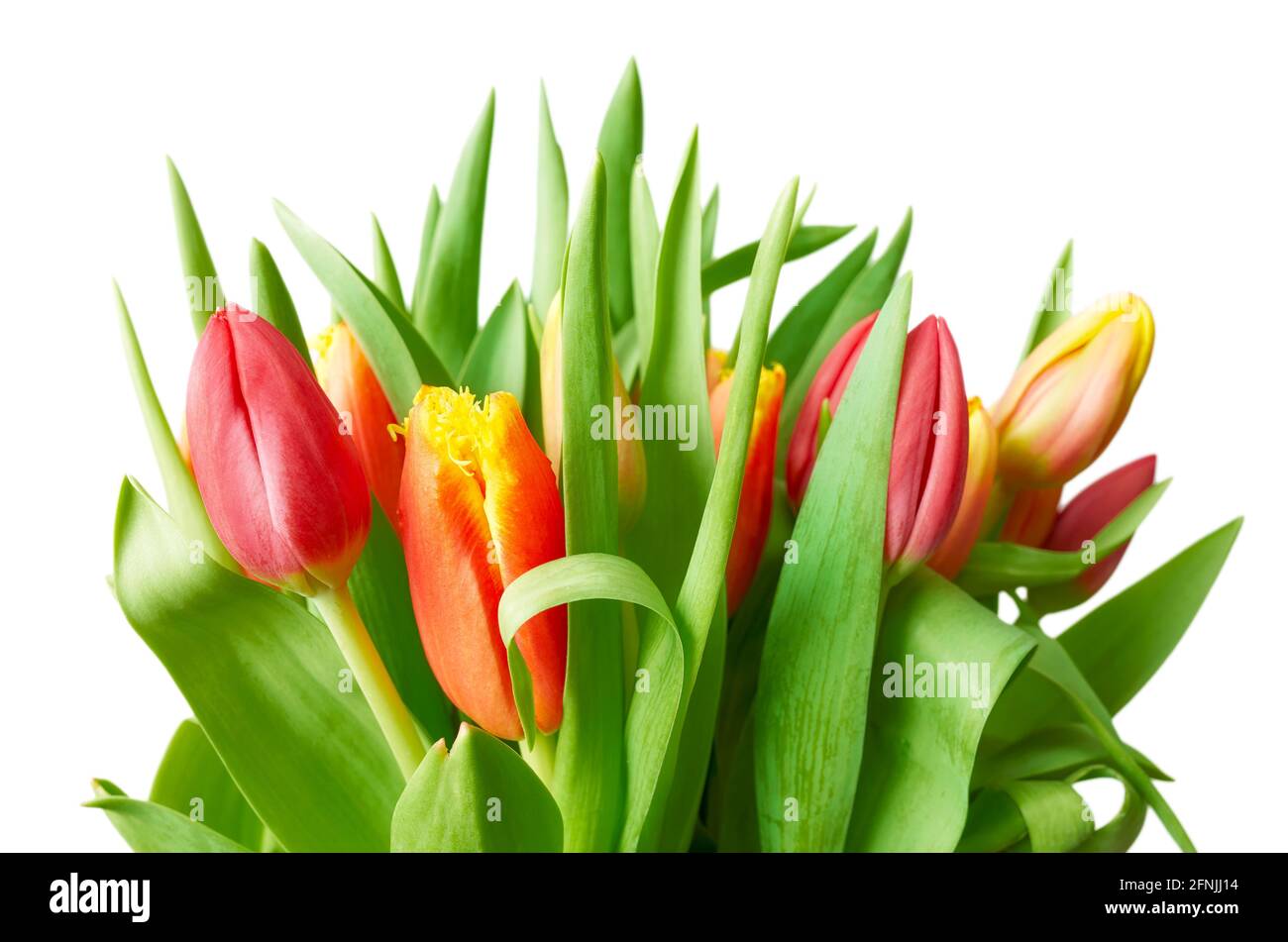 Tulpenbündel mit grünen Blättern isoliert auf weißem Hintergrund, selektiver Fokus. Stockfoto