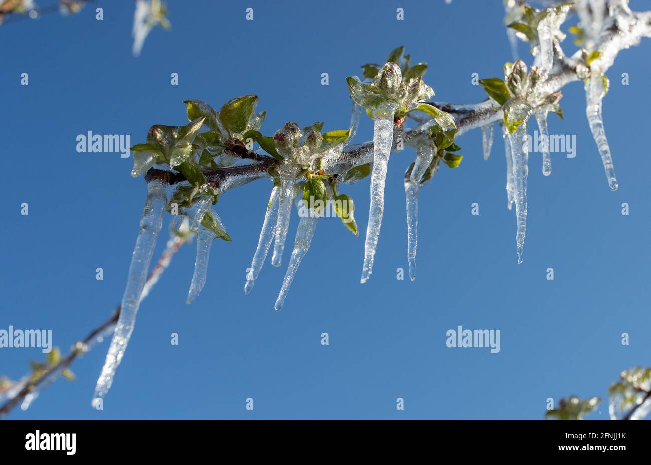 Nahaufnahme eines gefrorenen Astes mit eisküllter Knospe. Schlechte Wetterbedingungen im Frühjahr für die Obstproduktion Stockfoto