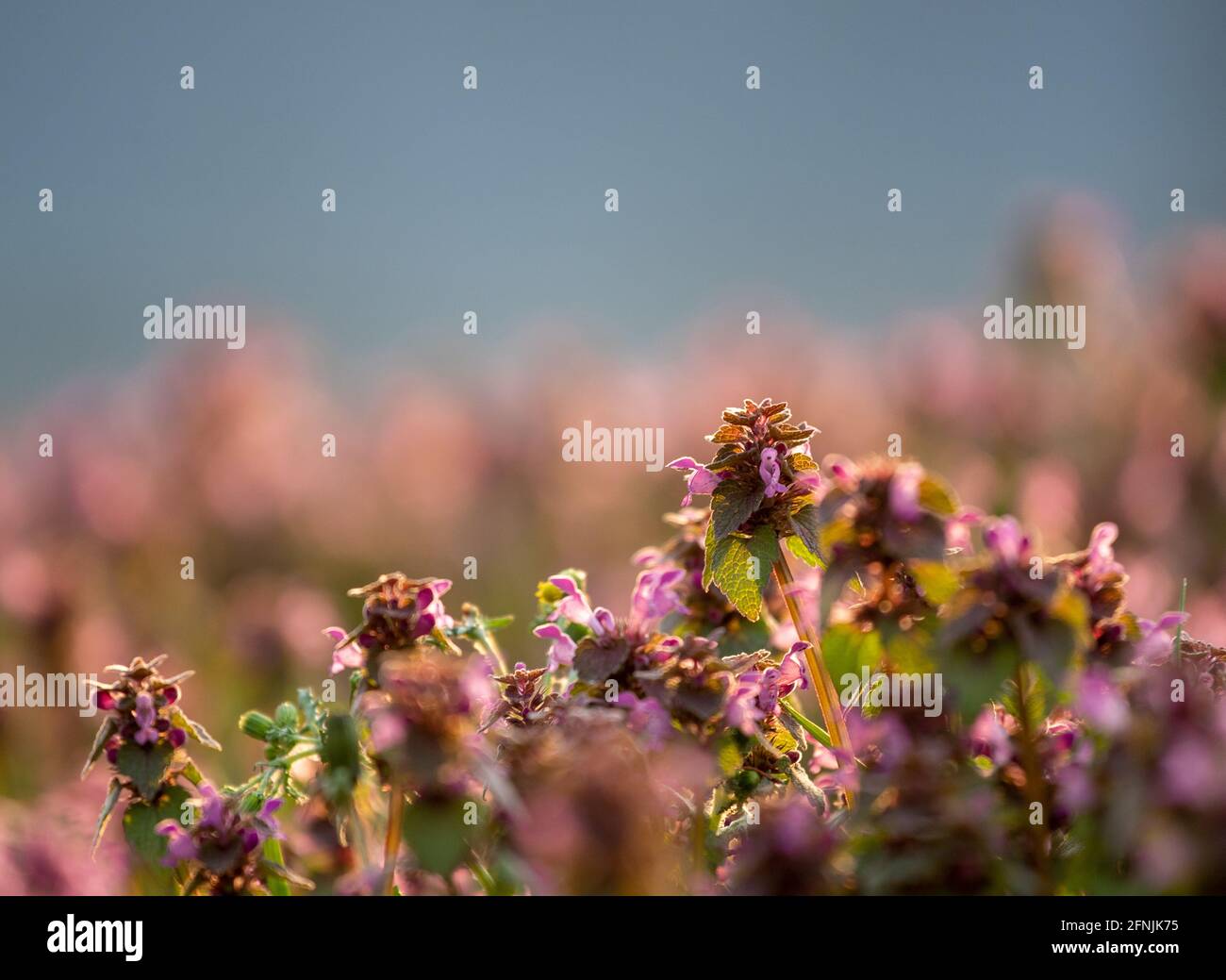 Tote Brennnessel (lamium) mit rosa Blüten, die im Wald wachsen Stockfoto