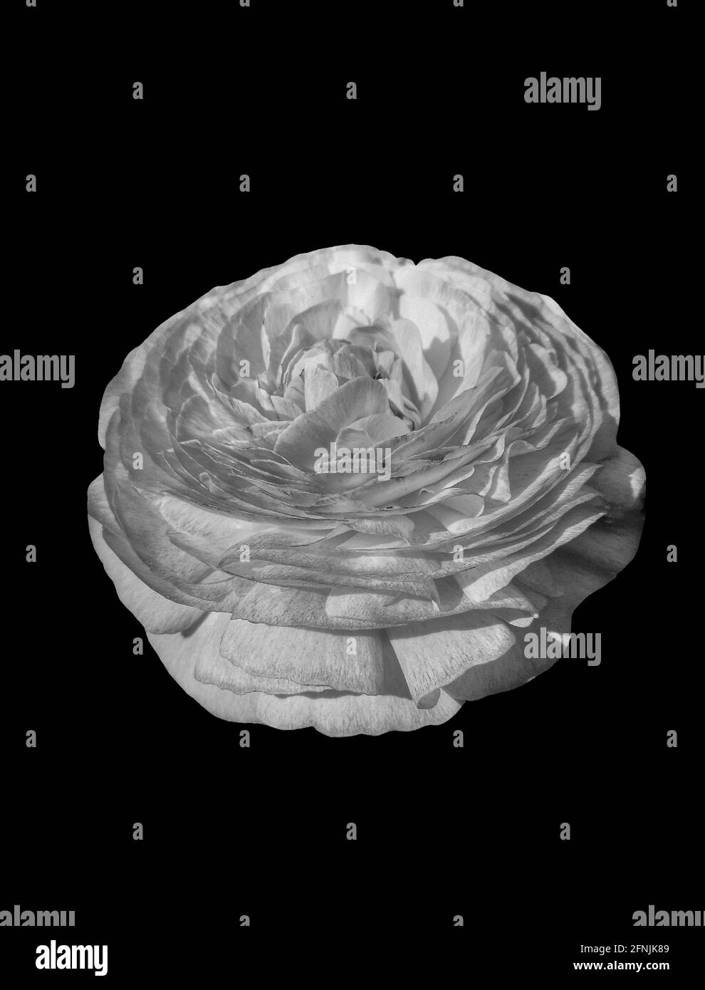 Natürlicher Hintergrund mit Blumen in Schwarz und Weiß Stockfoto