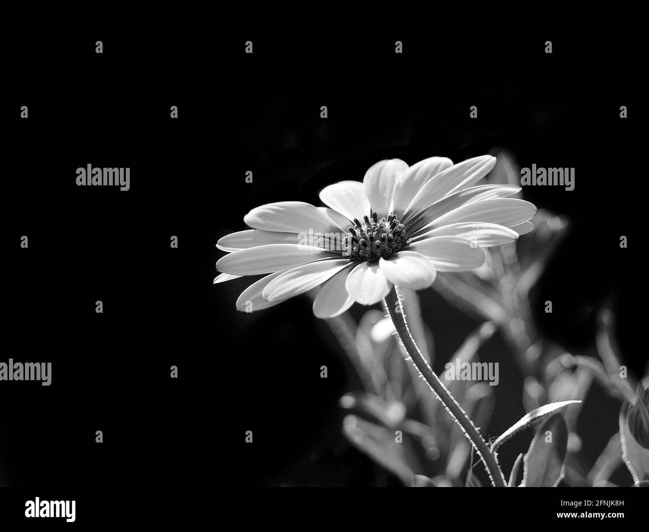 Natürlicher Hintergrund mit Blumen in Schwarz und Weiß Stockfoto