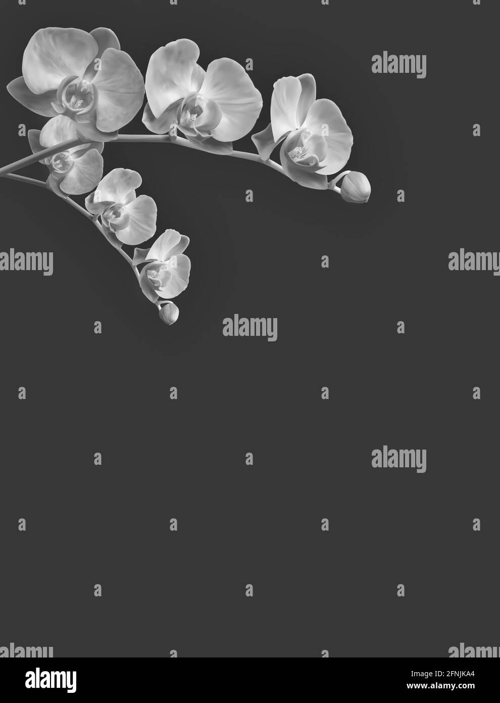 Natürlicher Hintergrund mit Blumen in Schwarz und Weiß Stockfoto