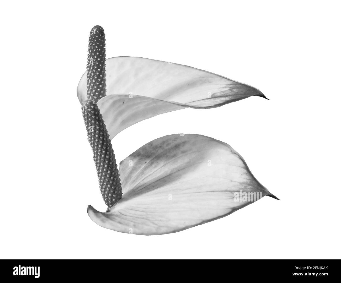 Natürlicher Hintergrund mit Blumen in Schwarz und Weiß Stockfoto