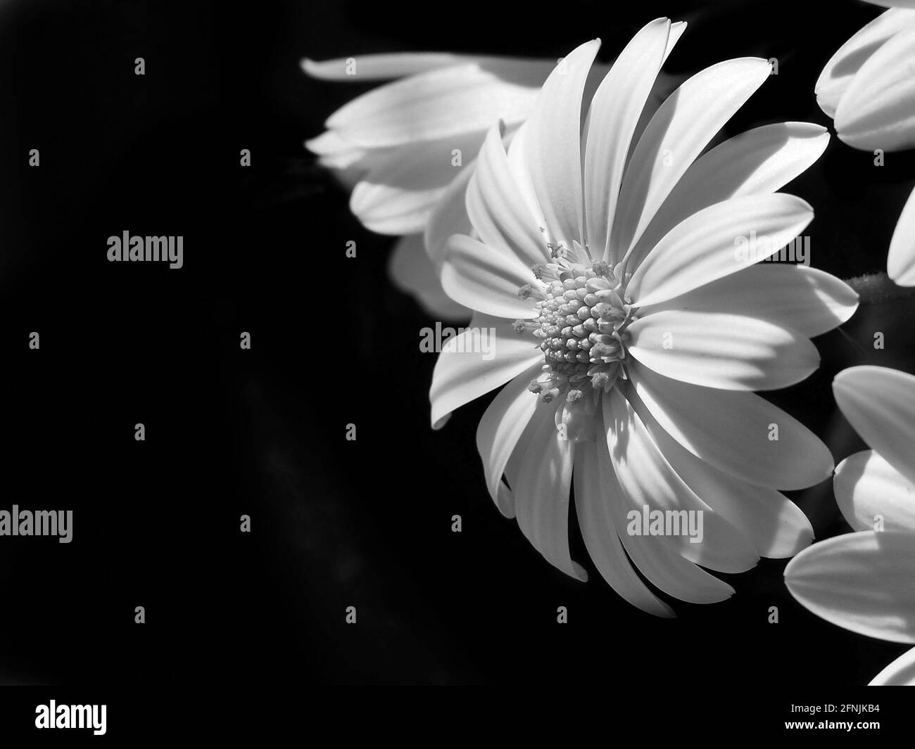 Natürlicher Hintergrund mit Blumen in Schwarz und Weiß Stockfoto