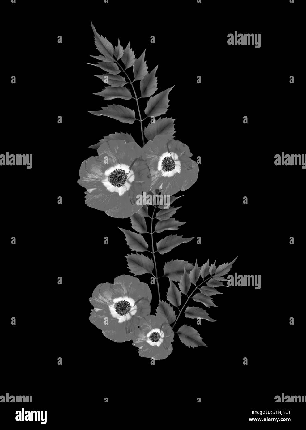 Natürlicher Hintergrund mit Blumen in Schwarz und Weiß Stockfoto