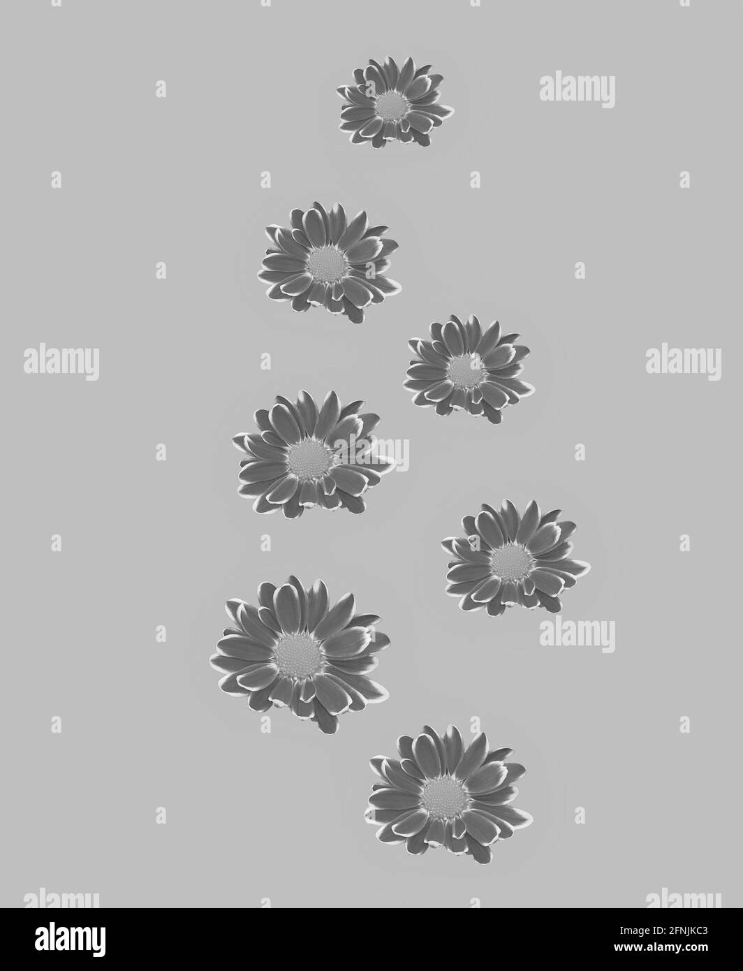 Natürlicher Hintergrund mit Blumen in Schwarz und Weiß Stockfoto