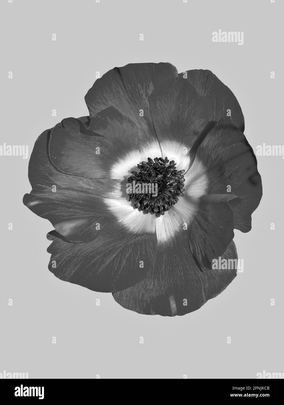 Natürlicher Hintergrund mit Blumen in Schwarz und Weiß Stockfoto