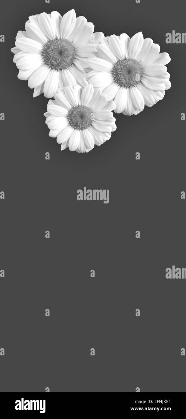 Natürlicher Hintergrund mit Blumen in Schwarz und Weiß Stockfoto