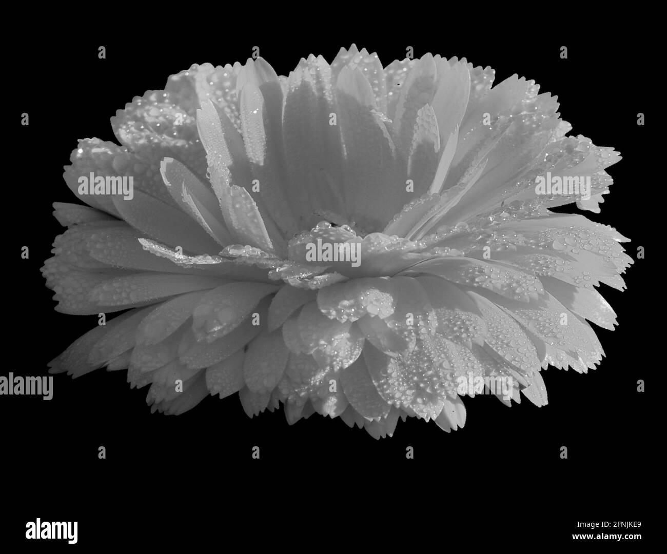 Natürlicher Hintergrund mit Blumen in Schwarz und Weiß Stockfoto