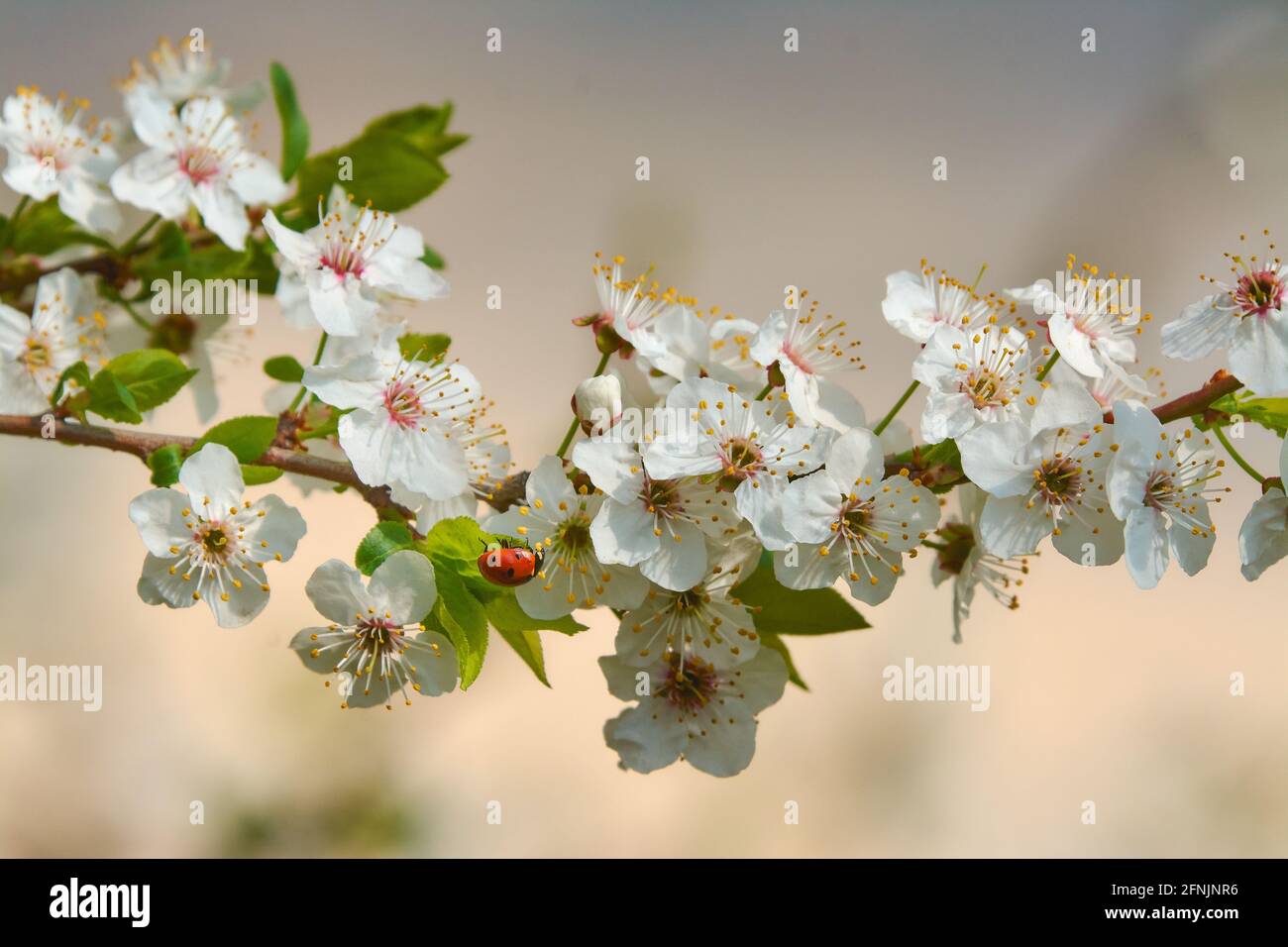 Marienkäfer auf Kirschblüten. Stockfoto