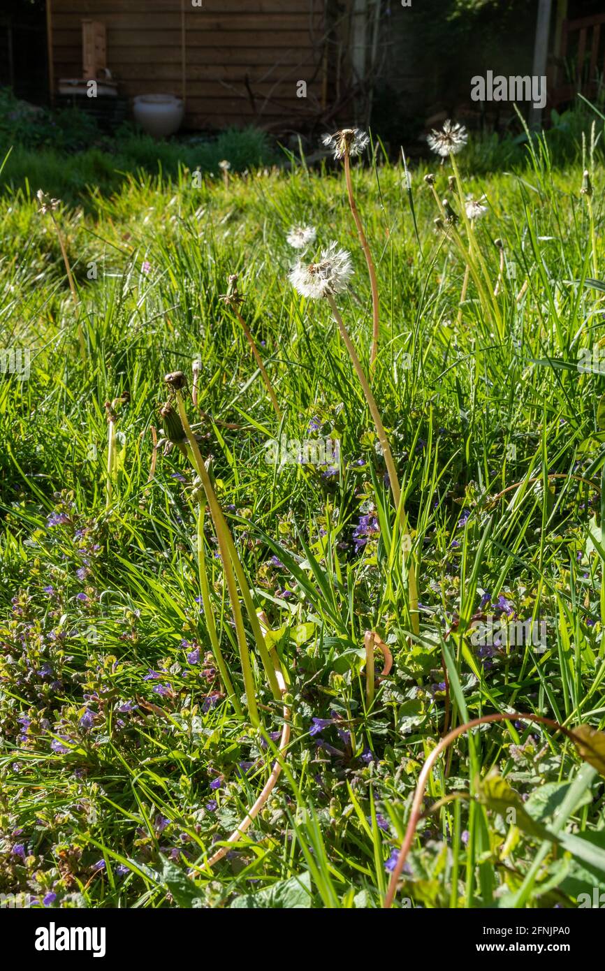 „kein Mähen“-Konzept. Langes, ungeschnittenes Gras mit Wildblumen oder Unkraut, einschließlich der Androbelionen und des Efeus, Großbritannien, im Mai. Gut für Wildtiere und Bienen Stockfoto