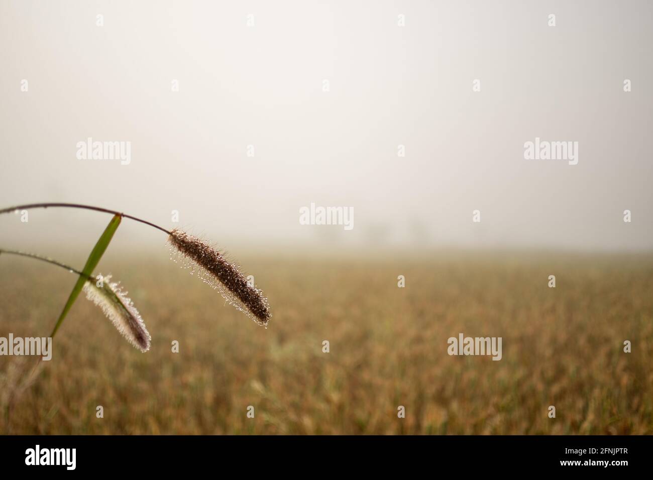 Während des starken Nebels am frühen Morgen zwischen Kalaw und Inle Lake, Shan State, Myanmar, tropft der Tau auf einem Stroh auf einem Feld Stockfoto