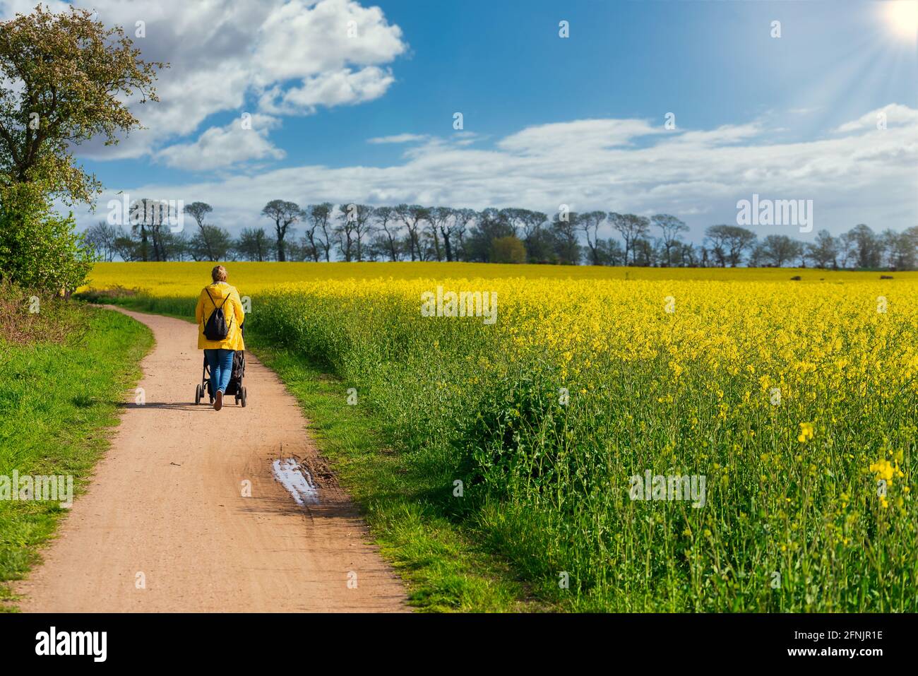 Rückansicht einer Frau im gelben Regenmantel, die ein Baby schiebt Gehen Sie einen Pfad neben einem Rapsfeld hinunter Stockfoto