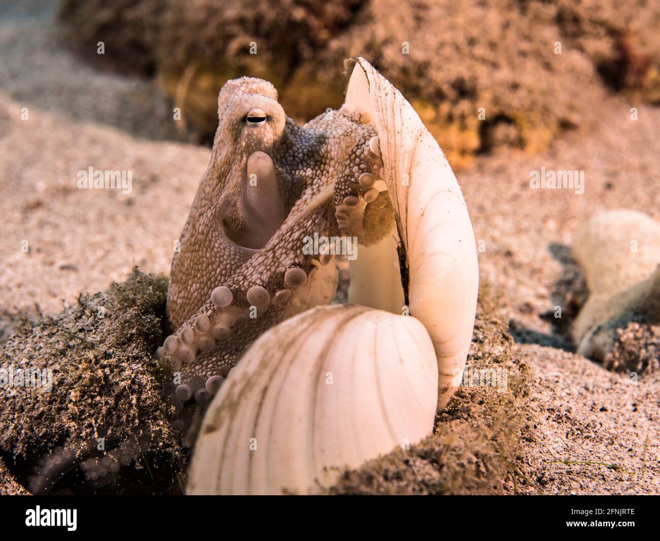 Juvenile Octopus in seichtem Wasser von Korallenriff des Karibischen Meeres, Curacao Stockfoto