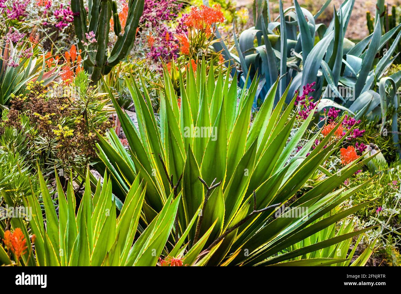 Exotische Blumenwelt, Symbol für Urlaub und Freizeit, Gran Canaria Stockfoto