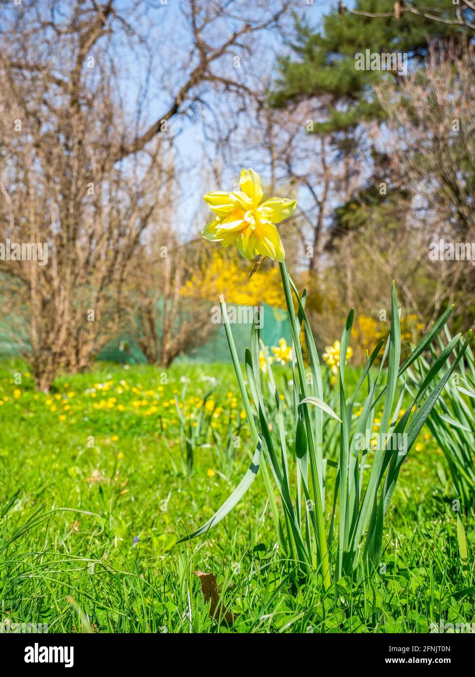 Ein einzelner isolierter Narcissus pseudonarcissus (allgemein bekannt als wilder Narzissen oder Fastenlilien) im frischen grünen Gras., Stockfoto