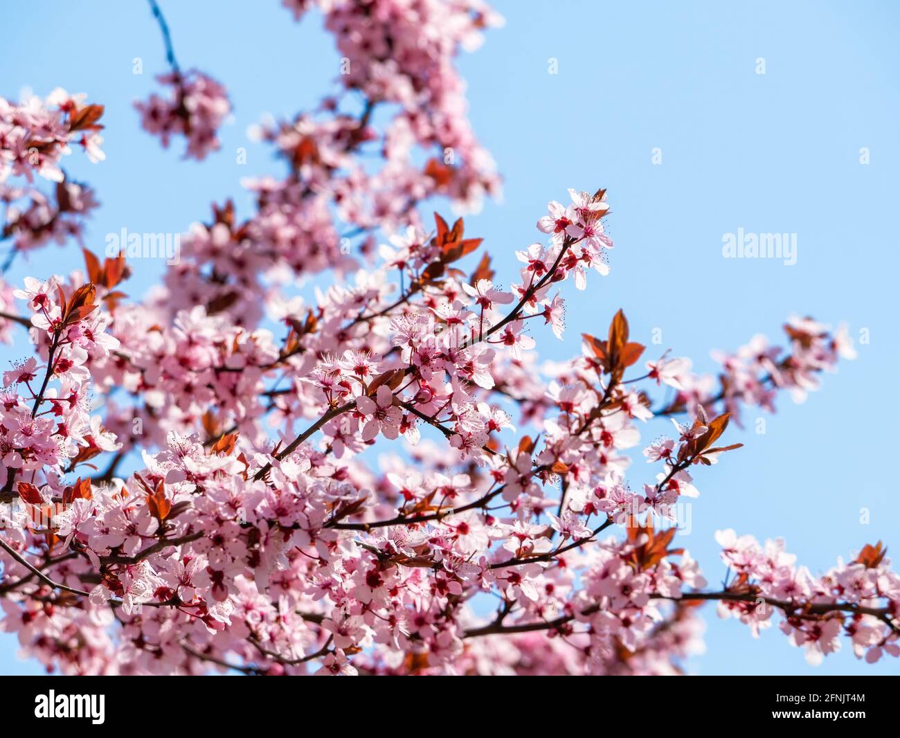 Prunus cerasifera, auch bekannt als Kirschpflaume und myrobalanische Pflaume, blühen im Frühling. Stockfoto