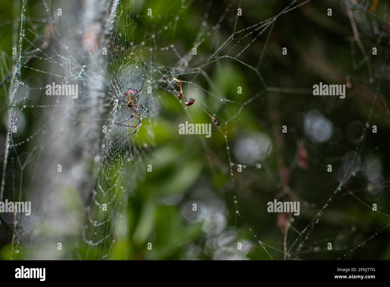 Eine Spinne in ihrem Spinnennetz im Wald mit Taufregentropfen auf ihren langen Beinen, Shan-Staat, Myanmar Stockfoto