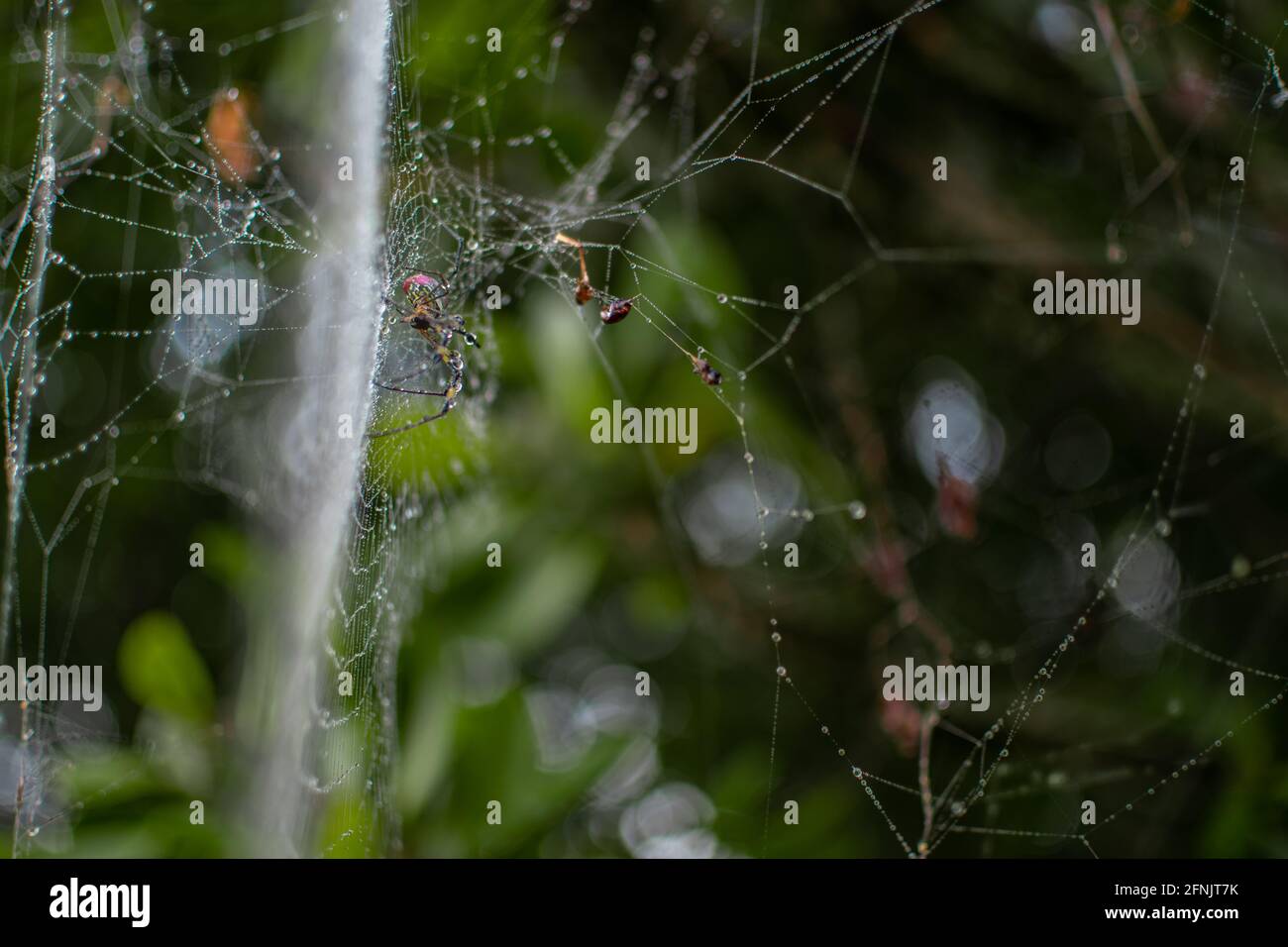 Eine Spinne in ihrem Spinnennetz im Wald mit Taufregentropfen auf ihren langen Beinen, Shan-Staat, Myanmar Stockfoto