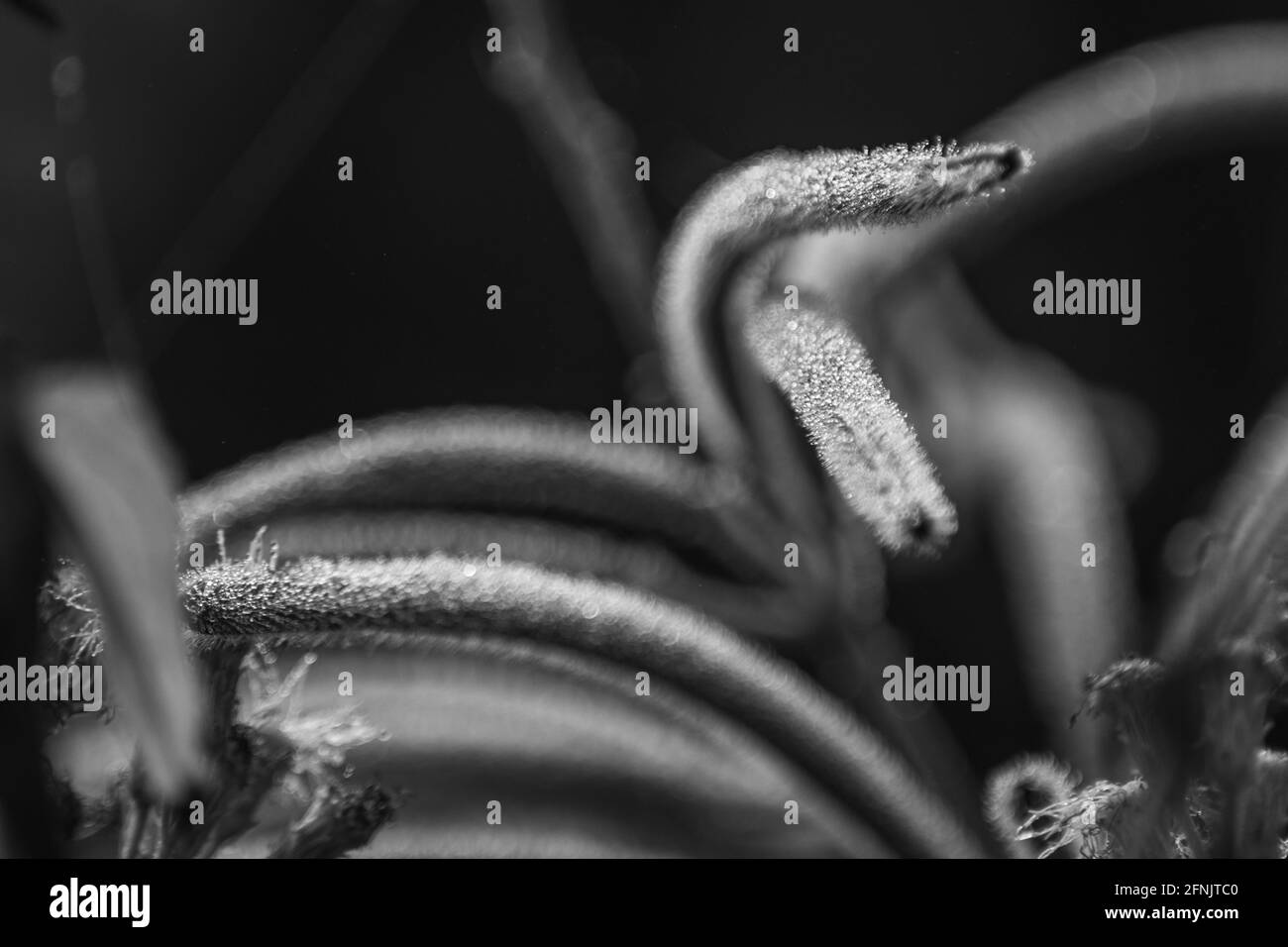 Nahaufnahme von Tautropfen n einem pelzigen Stamm in einem schwarz-weißen Gras, Shan-Staat, Myanmar Stockfoto