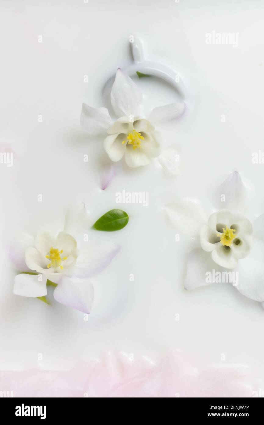 Kreative Blumenhintergrund. Columbines und Tassen Blumen schweben in Milch. Kopierbereich, Draufsicht, selektiver Fokus. Stockfoto